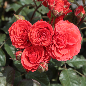 Roşu cireș - trandafir pentru straturi Floribunda
